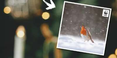 WWF Winter Greeting Cards